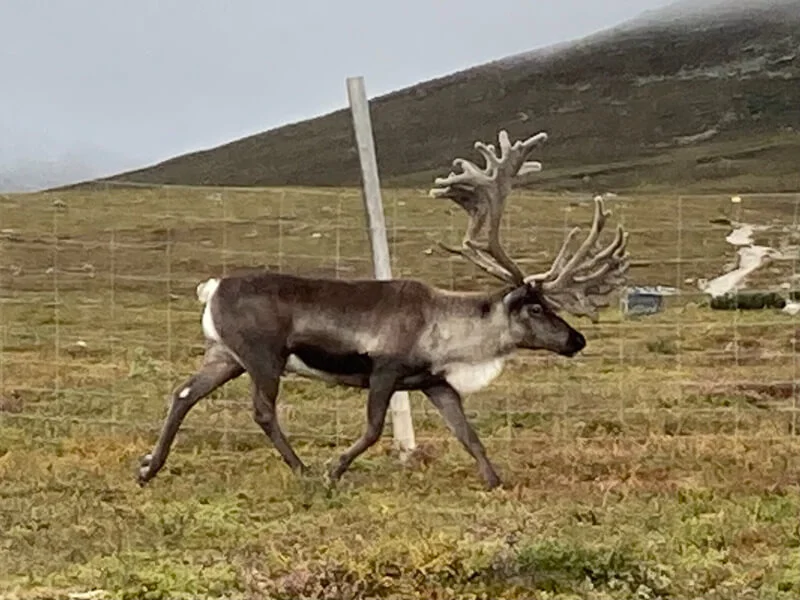 Höst